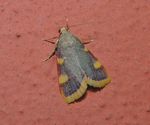 Hypsopygia costalis Pyralidae